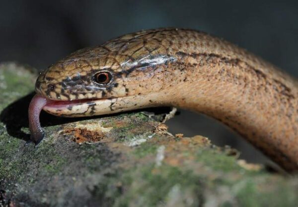 SLOW WORM