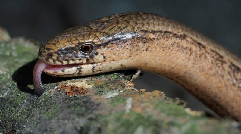 SLOW WORM