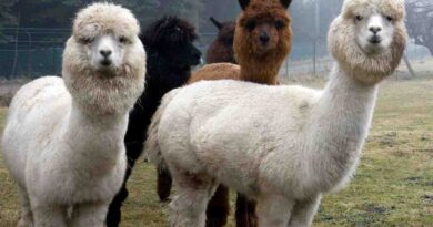 alpacas_lama_image