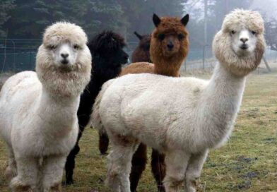 alpacas_lama_image