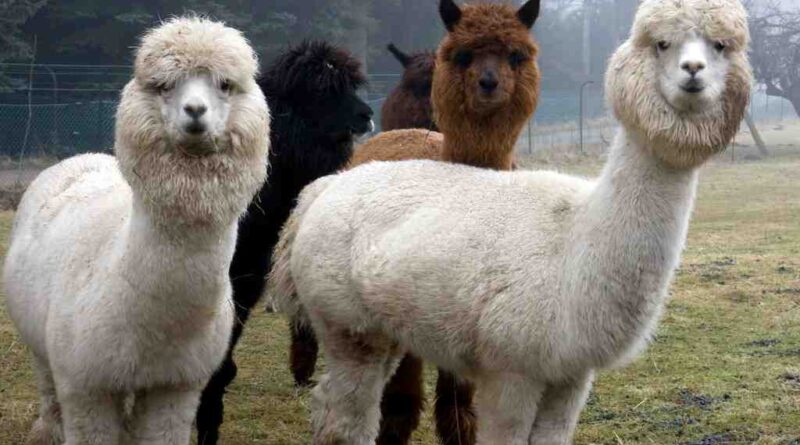 alpacas_lama_image