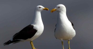 Black backed_gulls image