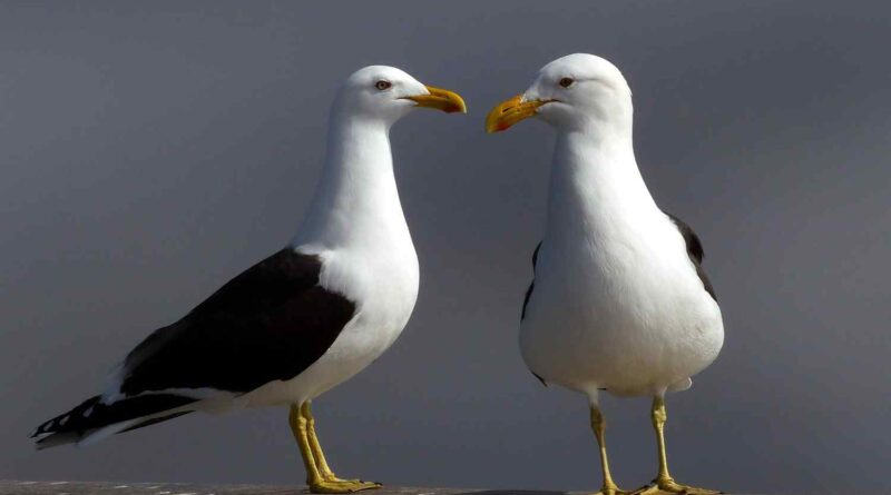 Black backed_gulls image