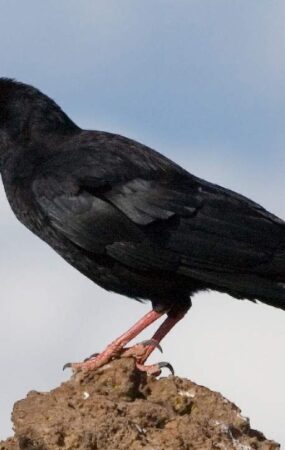 choughs_image