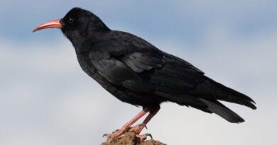 choughs_image