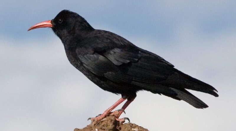 choughs_image