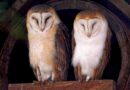 OWLS_image
