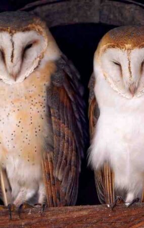 OWLS