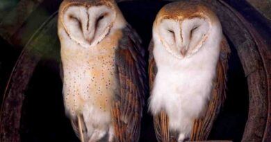 OWLS_image