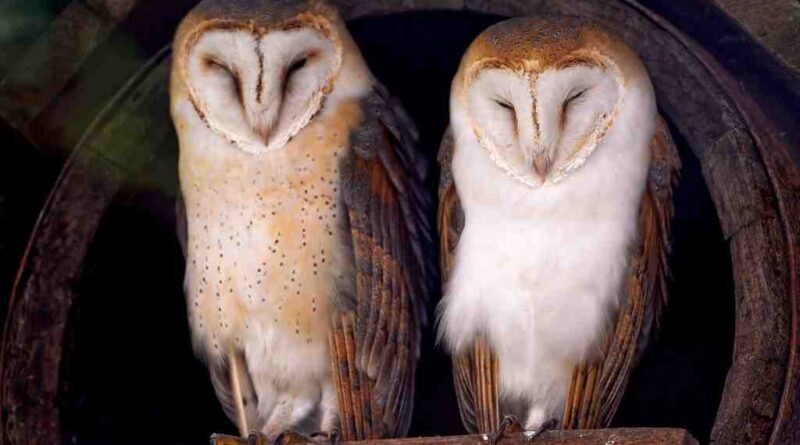 OWLS_image