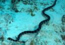 Sea_snake_image