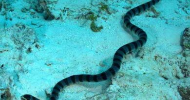 Sea_snake_image