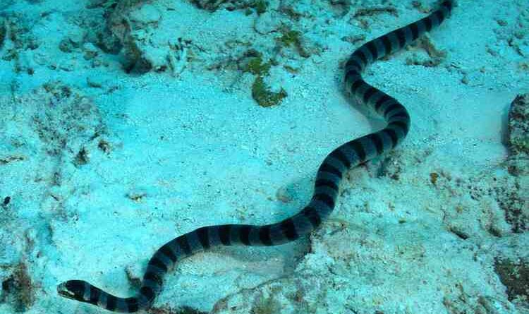 Sea_snake_image