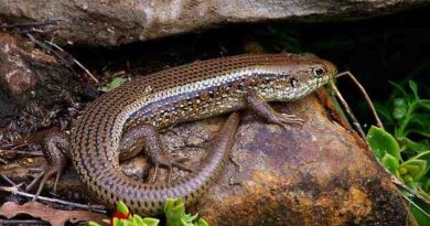 skink image