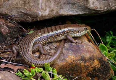 skink image