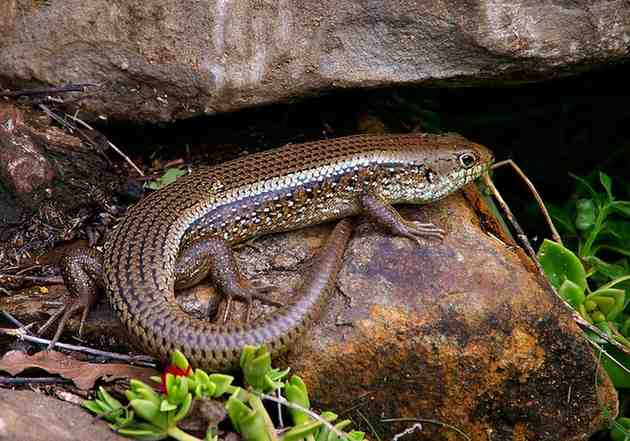 skink image