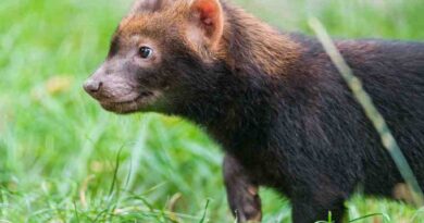 bushdog_image