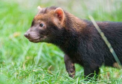 bushdog_image