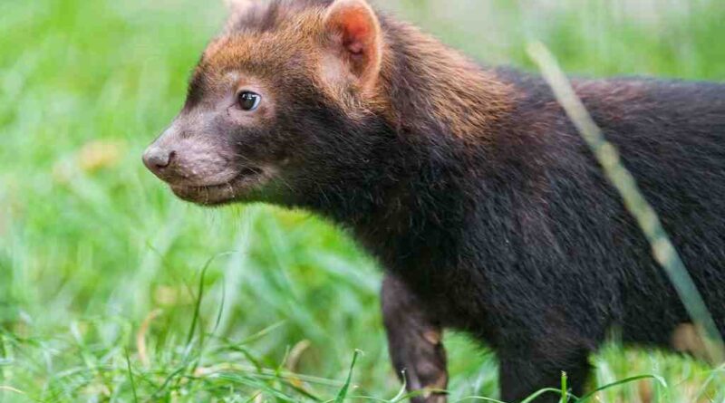 bushdog_image