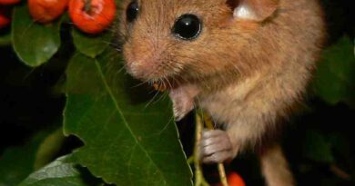 Dormice