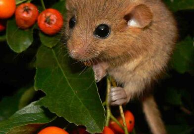 Dormice