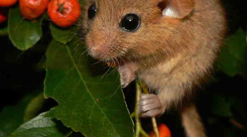 Dormice