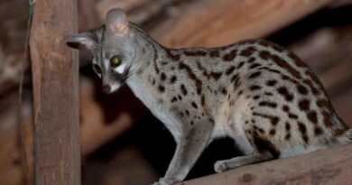 female genet image