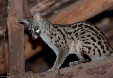 female genet image