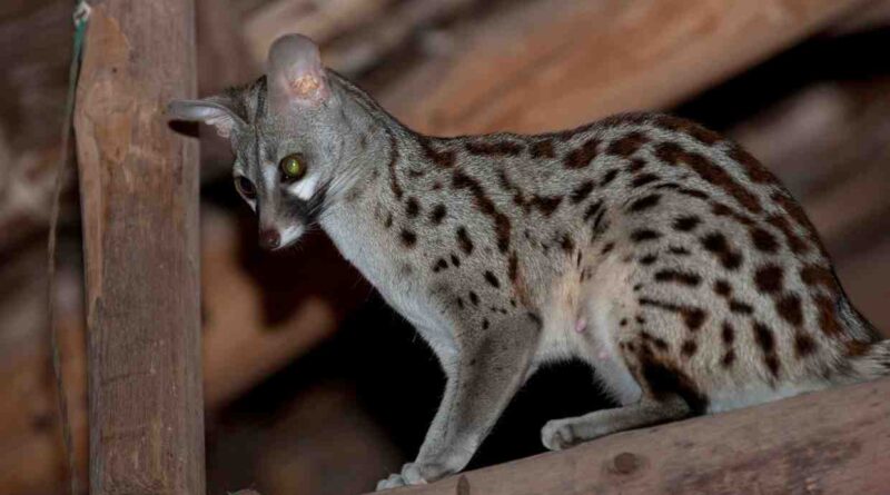 female genet image