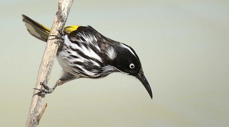 honey_eater birds