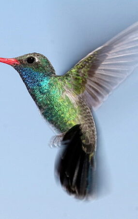 hummingbird_image