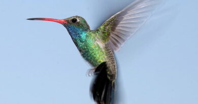 hummingbird_image