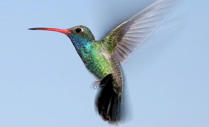 hummingbird_image