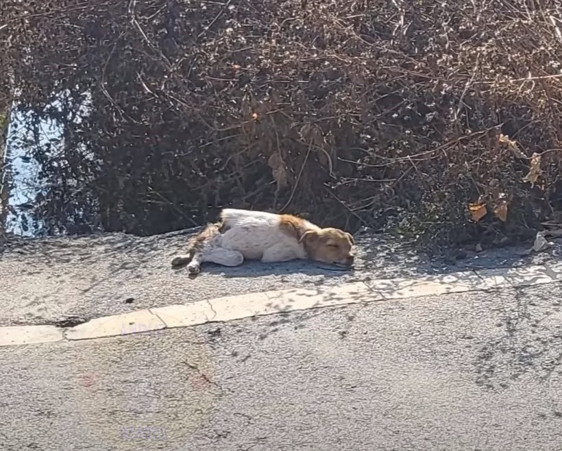 Abandoned Dog With Broken Spine Struggled Near Road, Leaving Rescuers Shocked 1