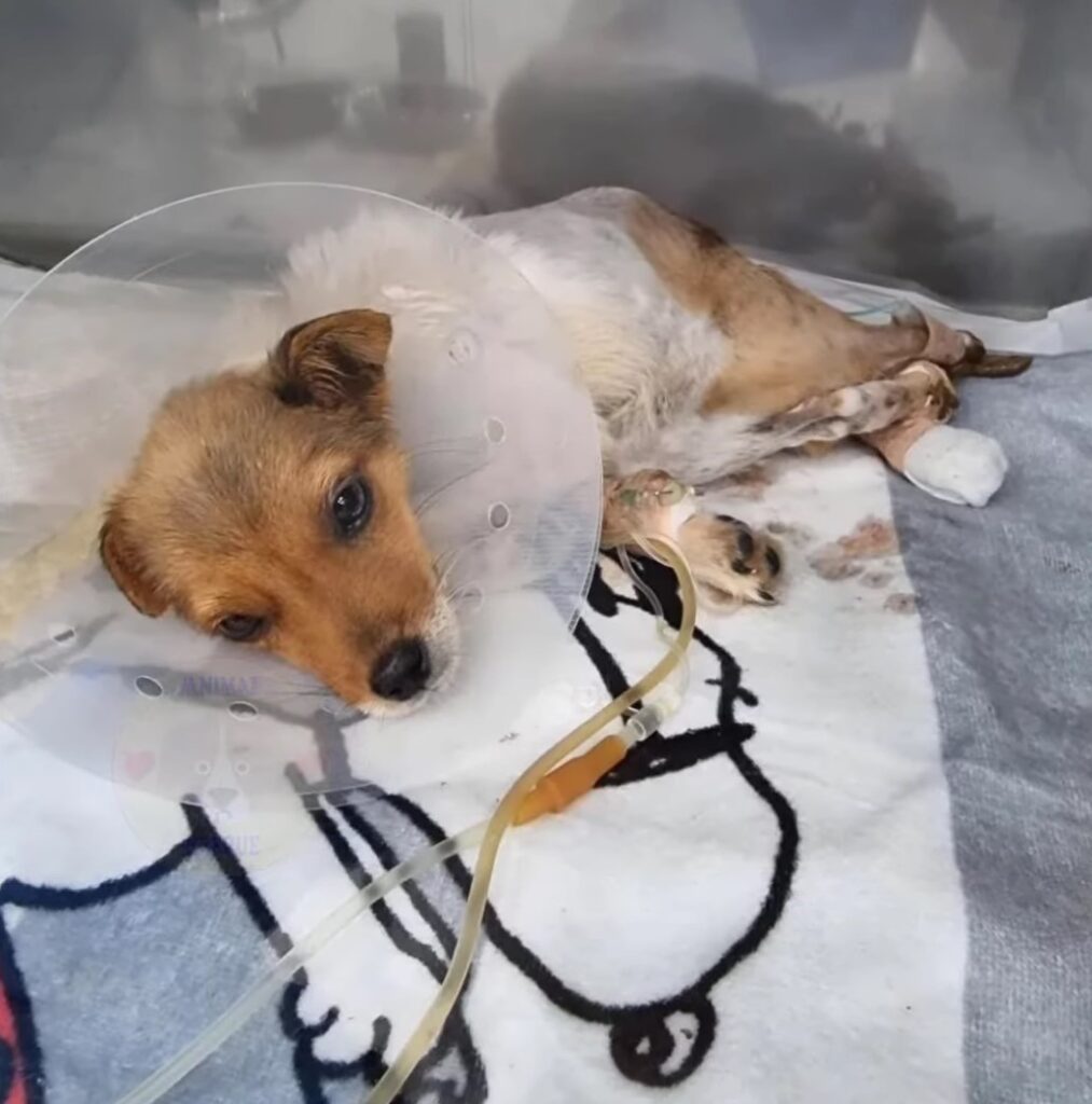 Abandoned Dog With Broken Spine Struggled Near Road, Leaving Rescuers Shocked 2