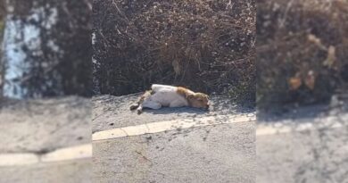 Abandoned Dog With Broken Spine Struggled Near Road, Leaving Rescuers Shocked