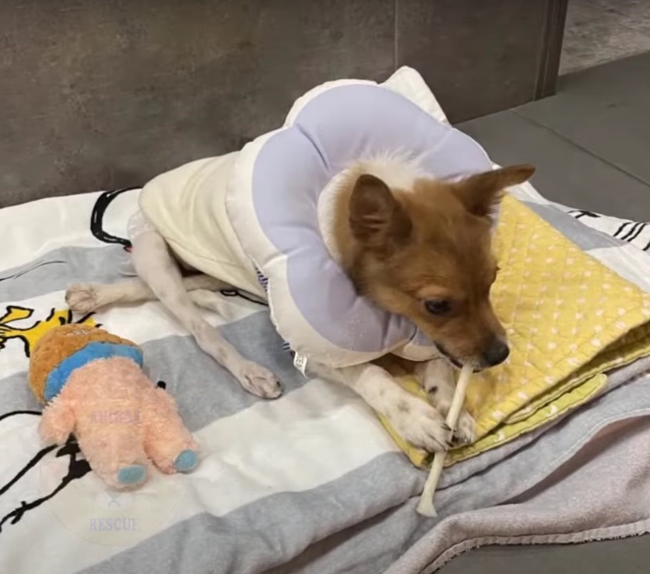 Abandoned Dog With Broken Spine Struggled Near Road, Leaving Rescuers Shocked 4