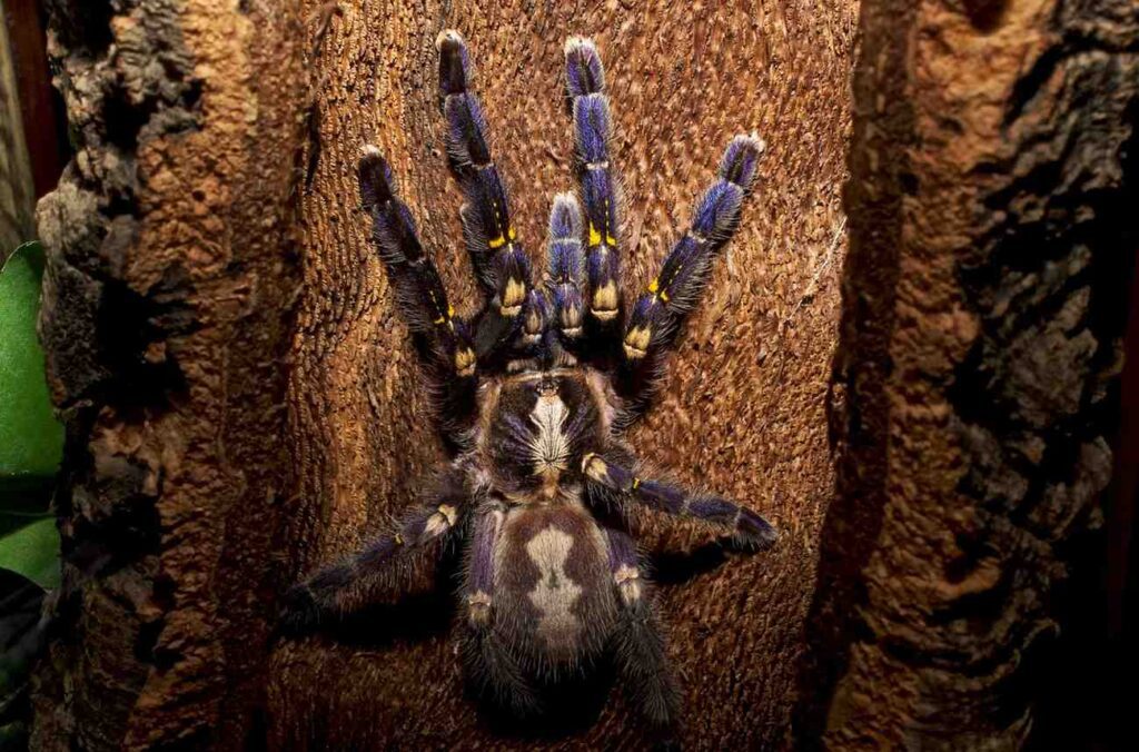 Adult_Poecilotheria_metallica_Gooty_Sapphire_Ornamental