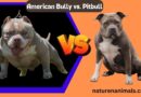 AmericanBully vs. Pitbull