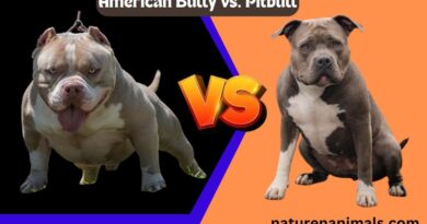 AmericanBully vs. Pitbull