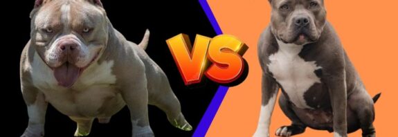 AmericanBully vs. Pitbull