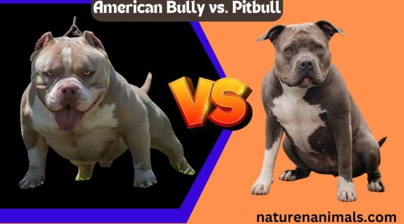 AmericanBully vs. Pitbull