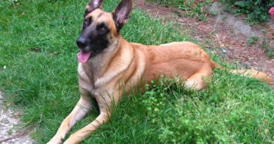 Belgian_Shepherd_Malinois_grass