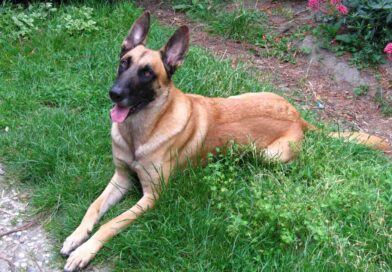 Belgian_Shepherd_Malinois_grass