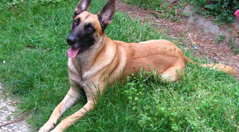 Belgian_Shepherd_Malinois_grass