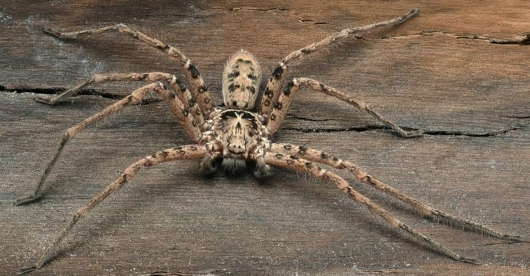 Biggest Spiders Giant Huntsman Spider