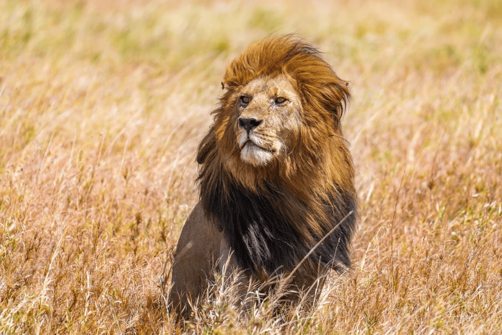 Cape lion in forest