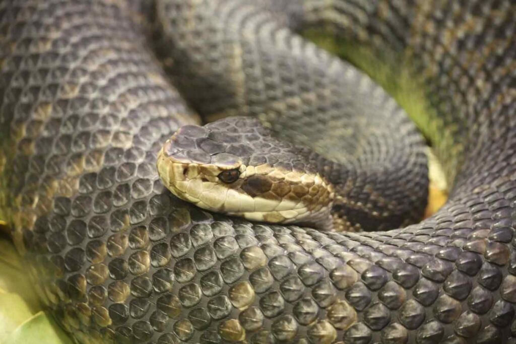 Common misconceptions about the Congo snake