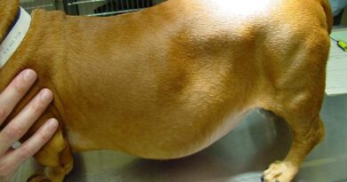 Cushing's Disease in Dogs