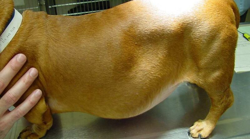 Cushing's Disease in Dogs